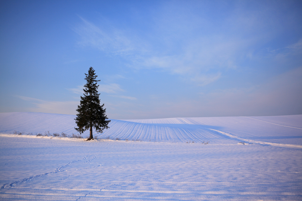 Winter　Morning