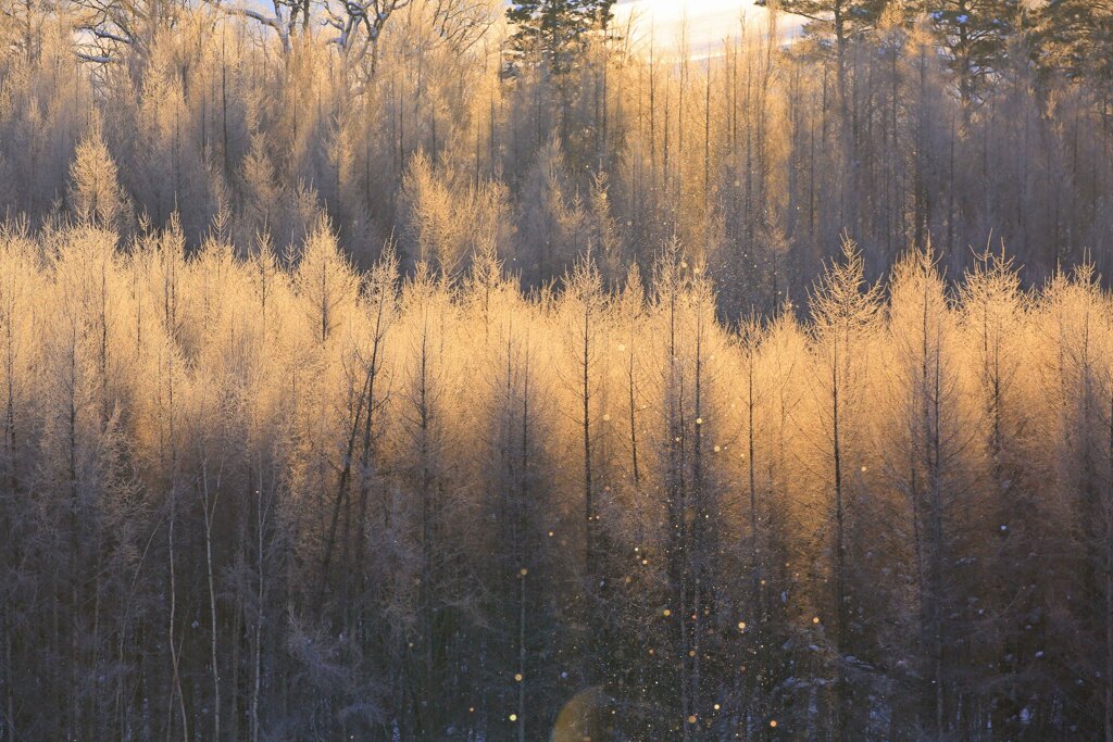真冬のプレゼント
