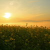 Yellow　Morning