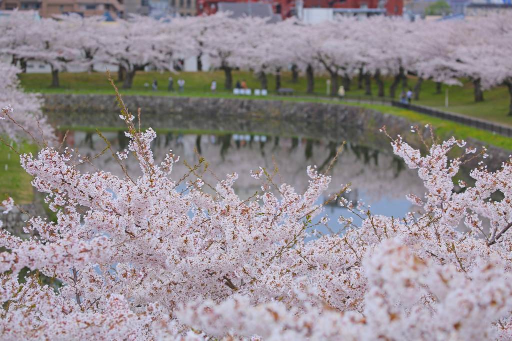 満開の桜