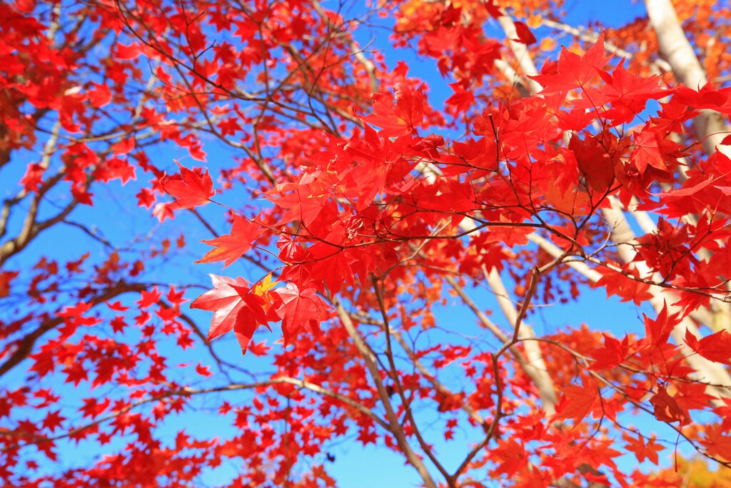 真っ赤に燃えて～