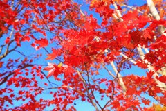 真っ赤に燃えて～