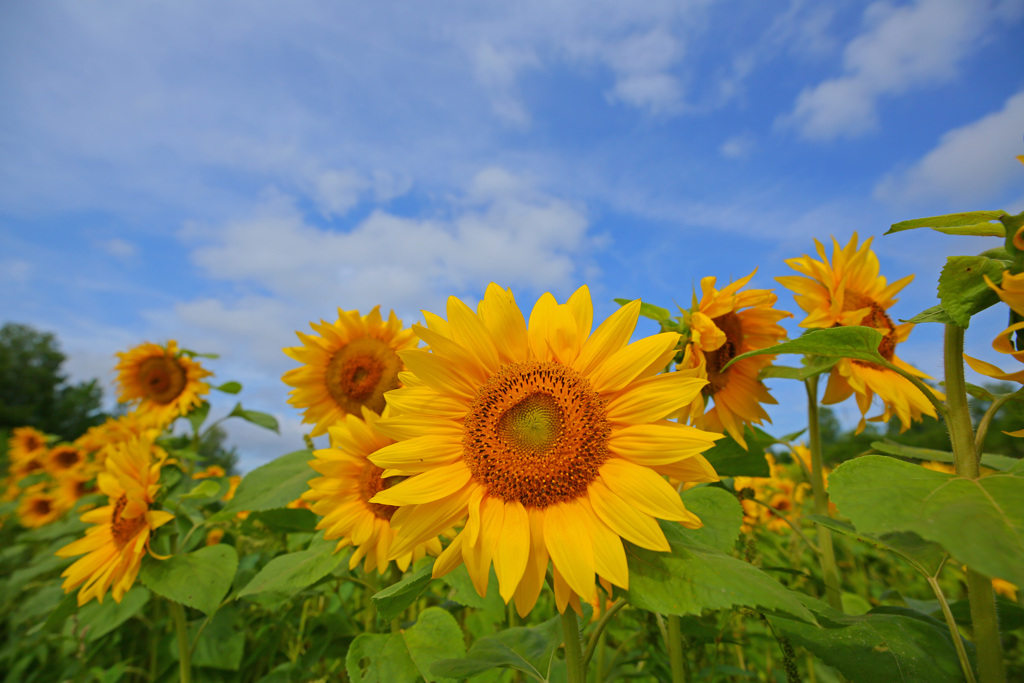 北海道の夏。