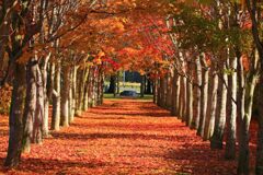 秋へのタイムトンネル