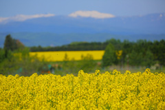 菜の花畑