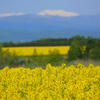 菜の花畑
