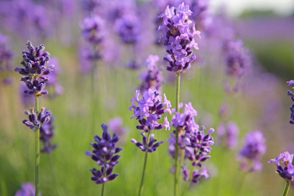 LAVENDER
