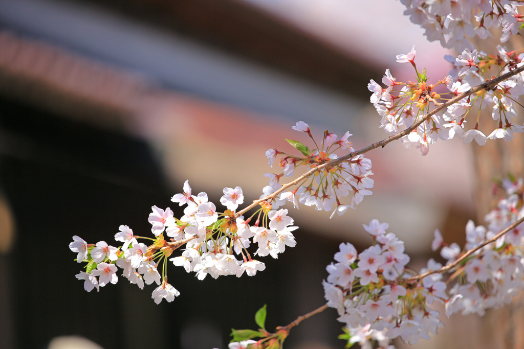 春は桜から