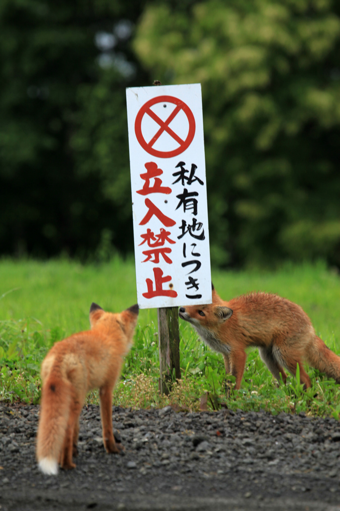 入れないよ・・・キタキツネの朝