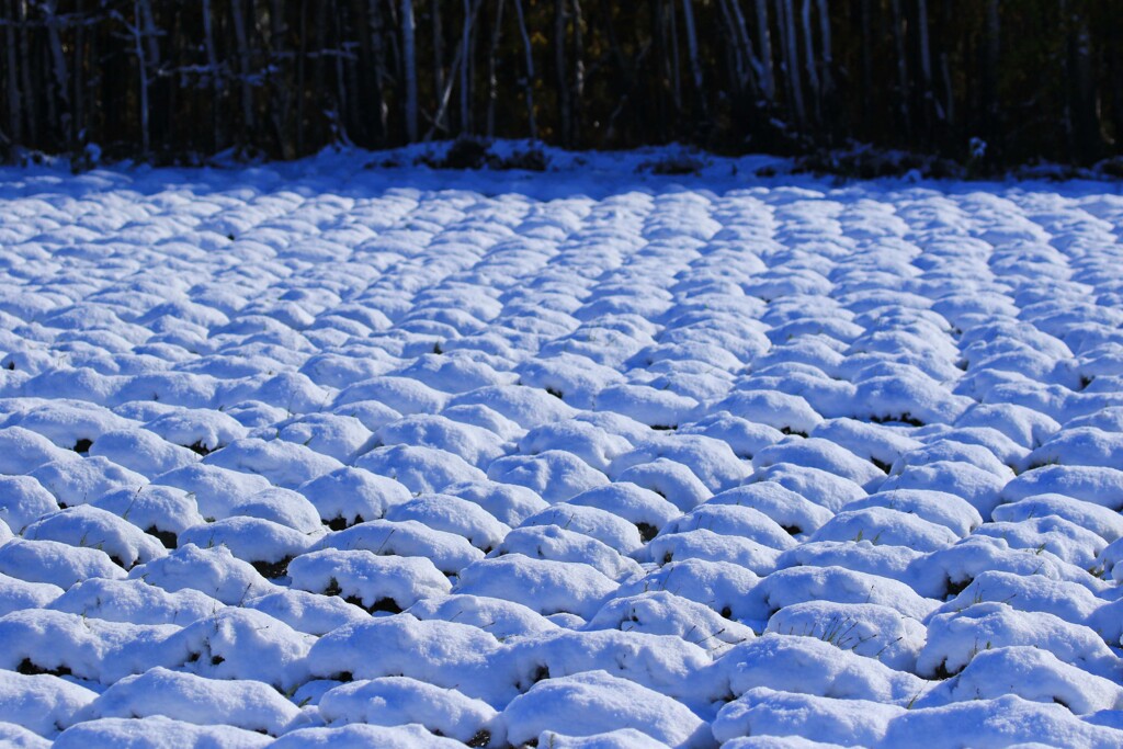 雪のプチプチ