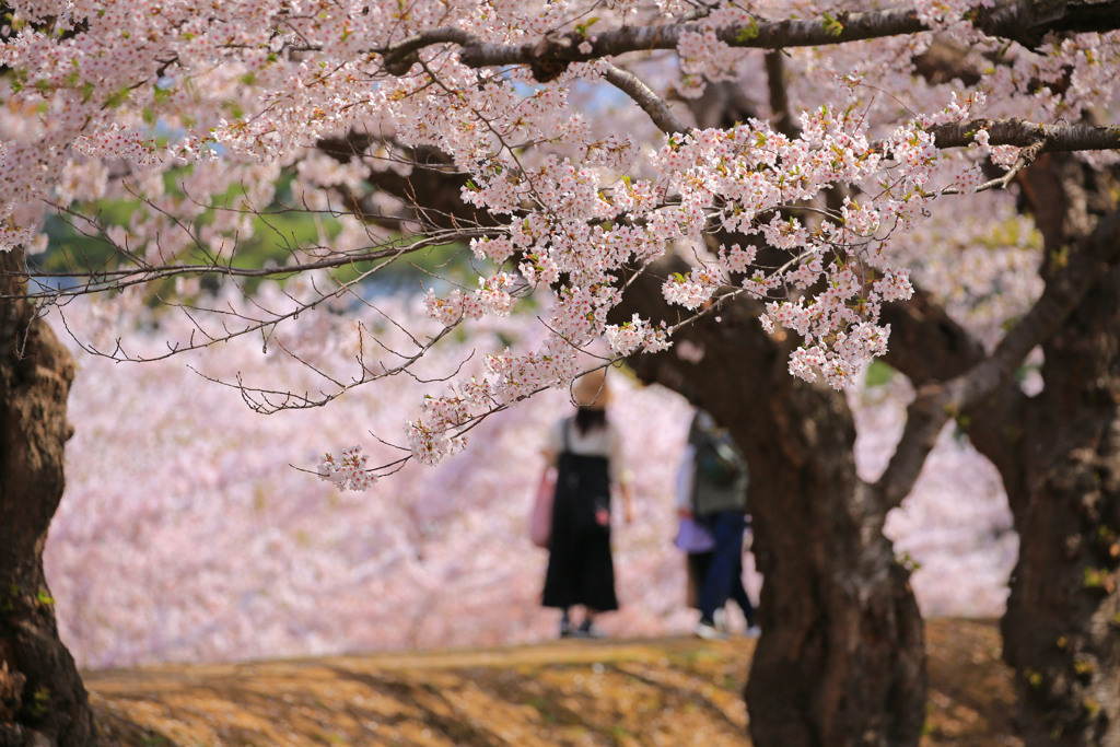 桜の中で