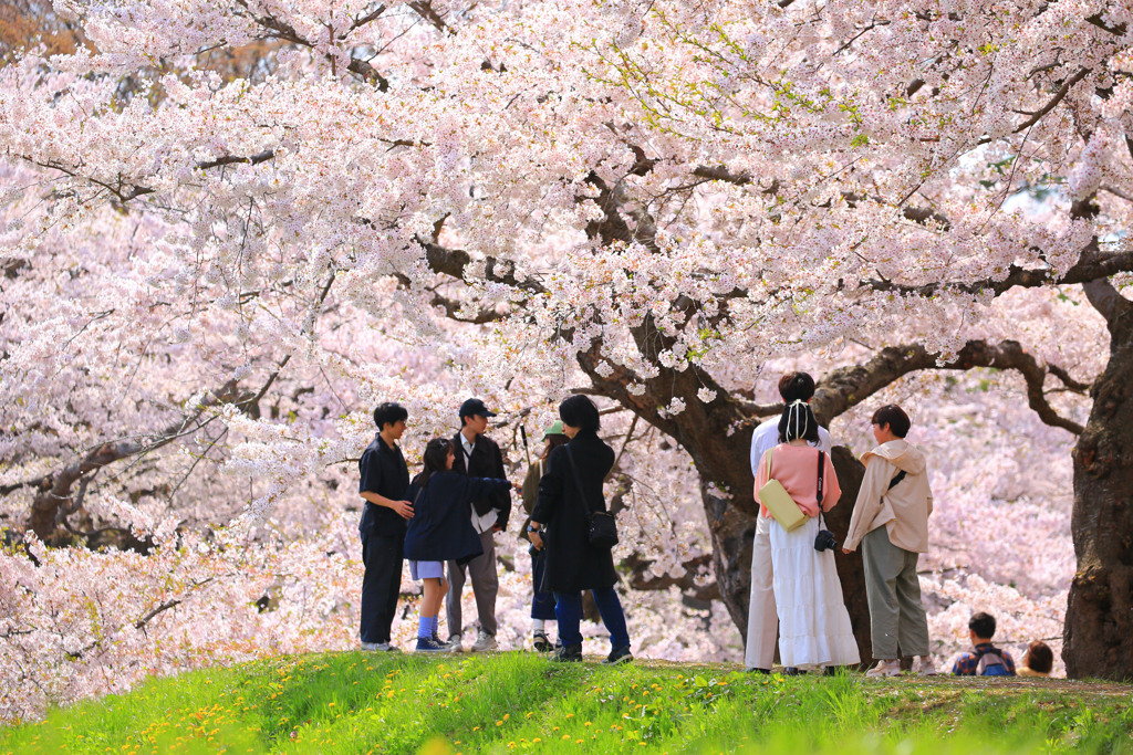 桜の壁紙