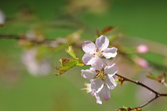 桜　咲きました。