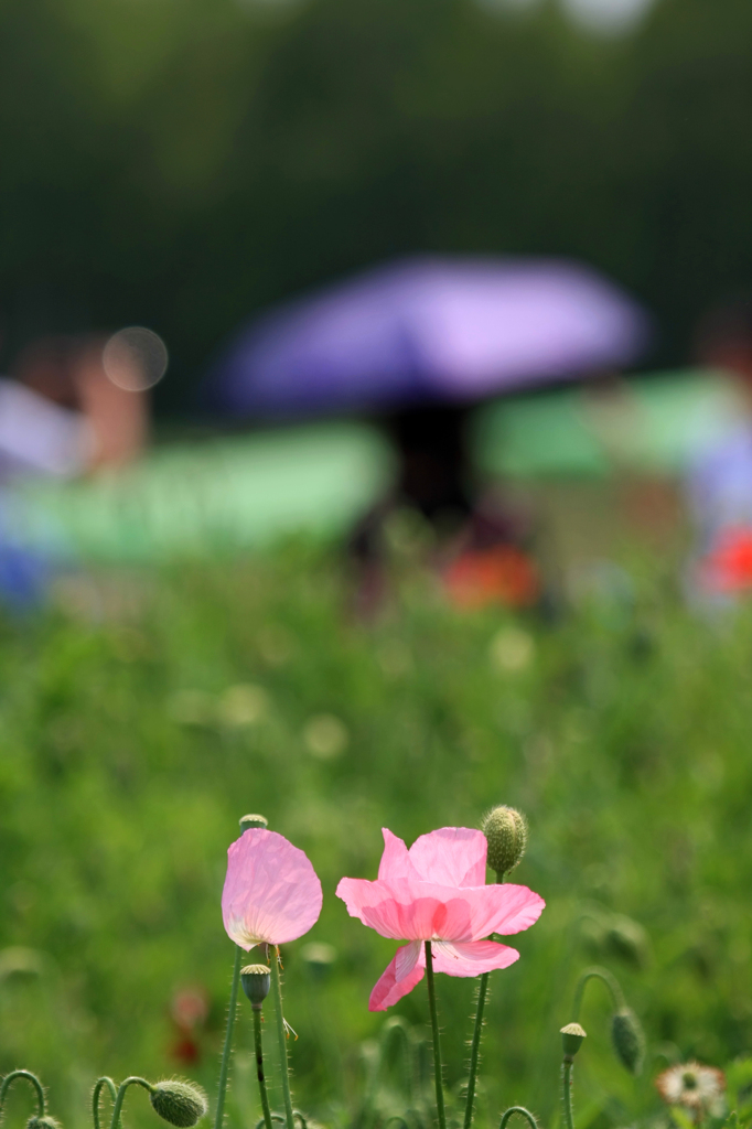 さよなら夏の日