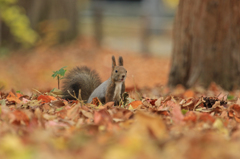 AUTUMN　SONG