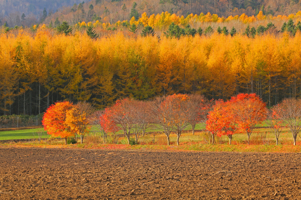 晩秋の富良野