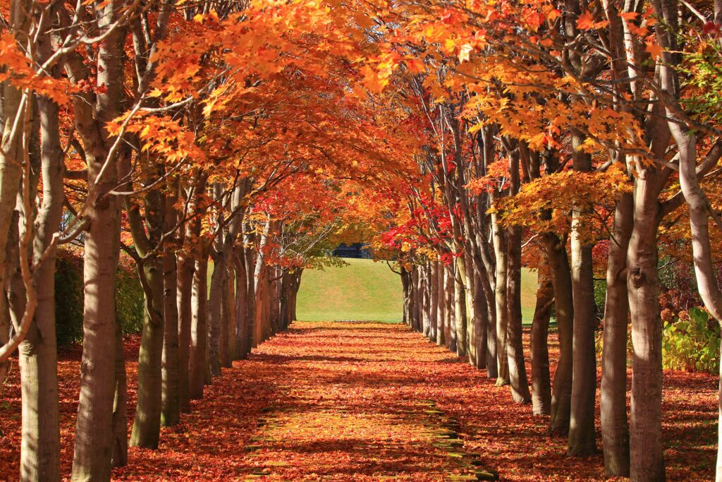 紅葉のトンネル