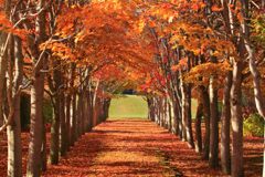 紅葉のトンネル