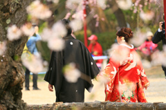 祝い桜