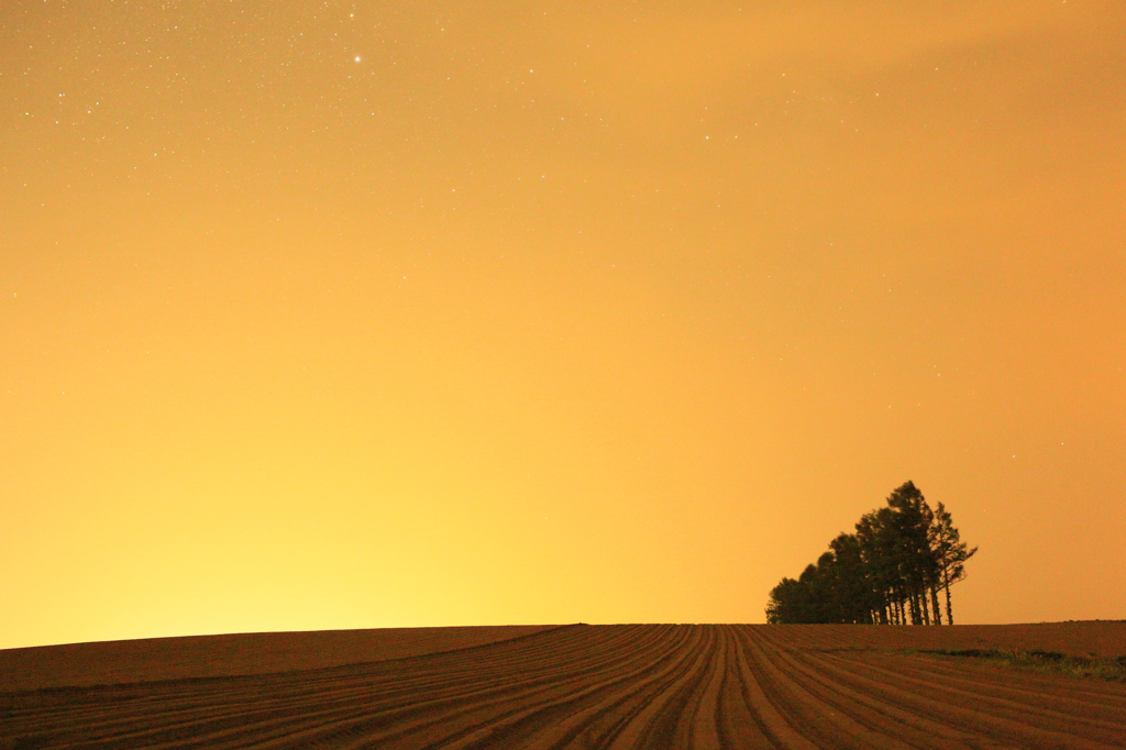 ＹＥＬＬＯＷ　ＮＩＧＨＴ