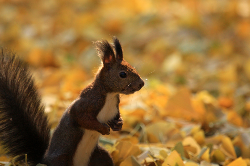 AUTUMN　COLLAR