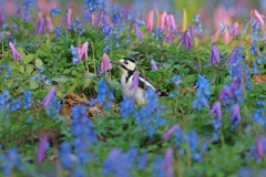 春の香り