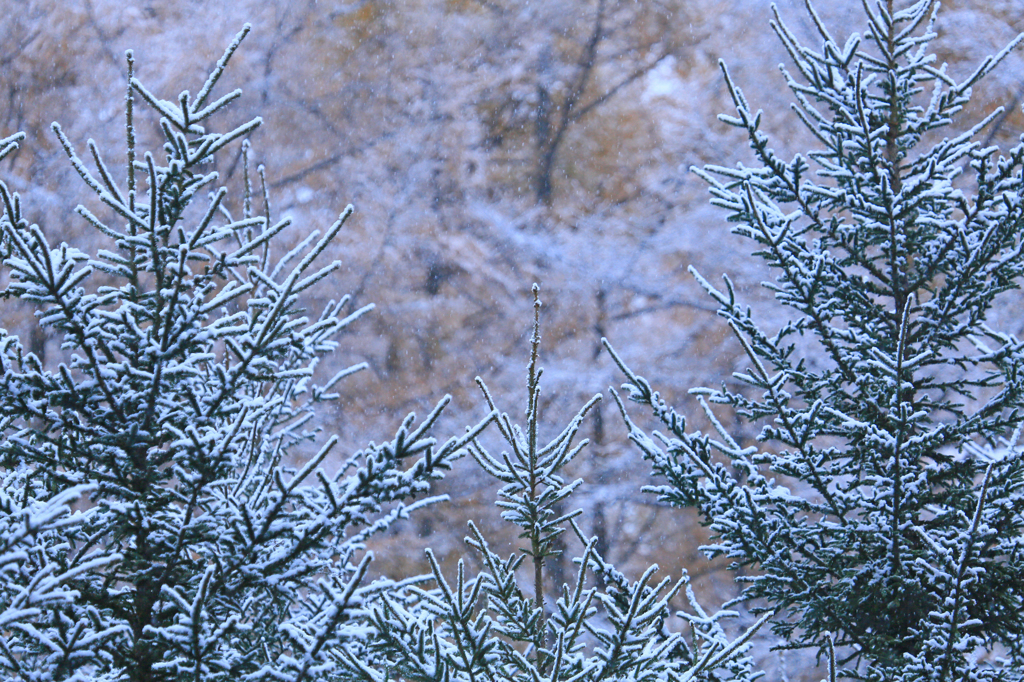 雪