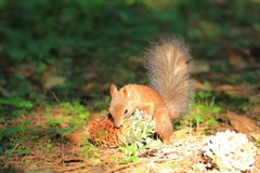 食欲の秋
