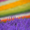 Rainbow　color