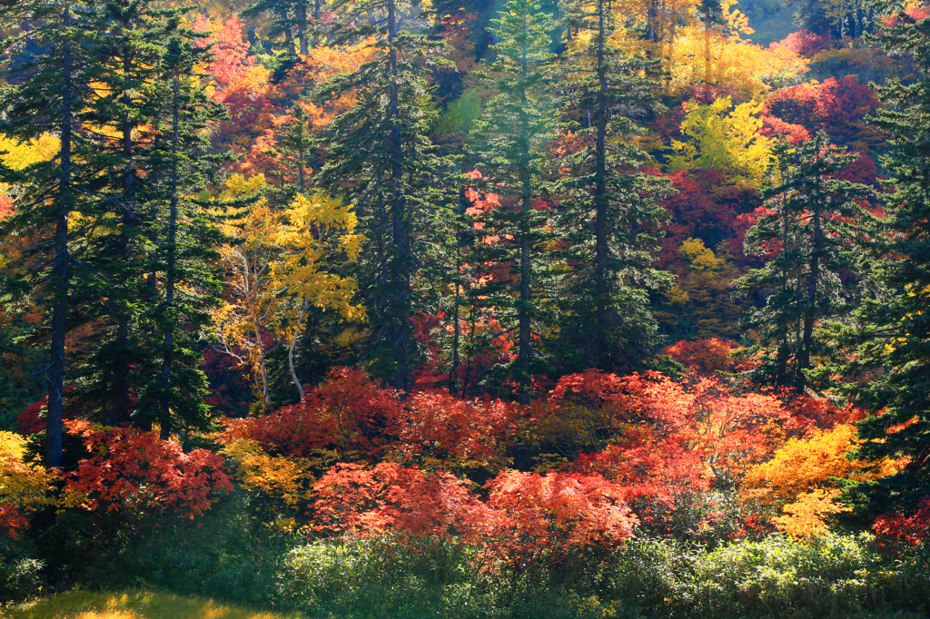 AUTUMN　ＧＲＡＤＡＴＩＯＮ