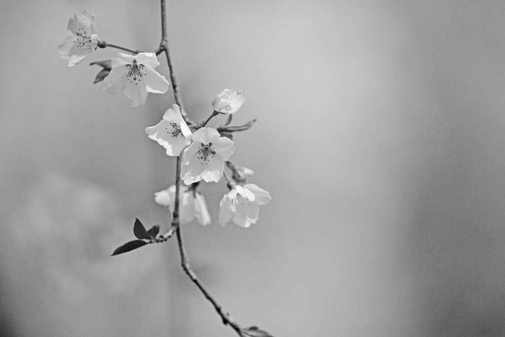 sakura