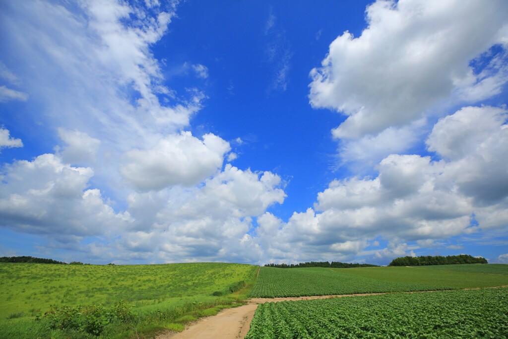 緑彩の大地