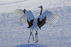 ダンス・ダンス・ダンス