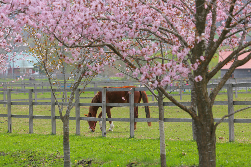 優駿の桜