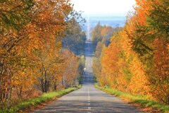 天に続く道　秋