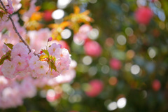 北海道　桜便り