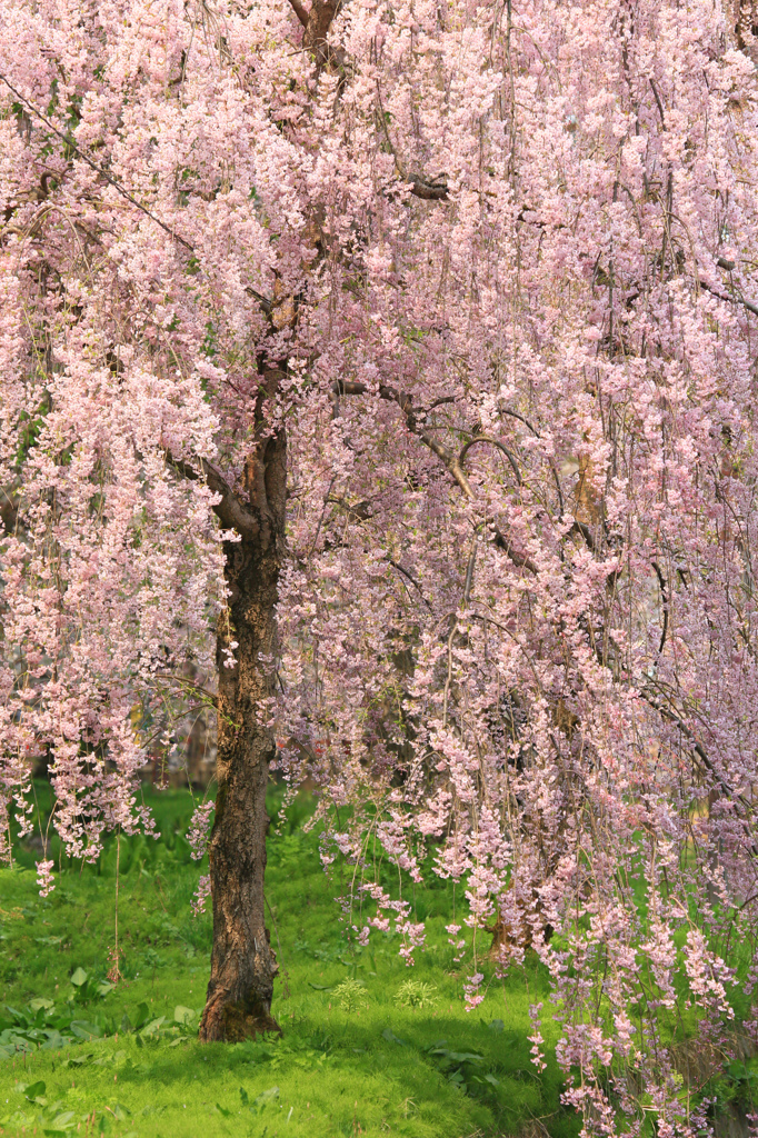 sakura parasol