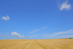 金麦の丘