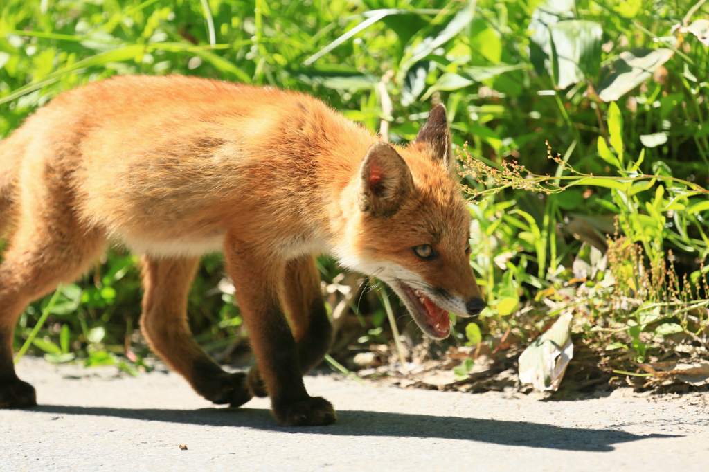 さあ、行くぜ！！
