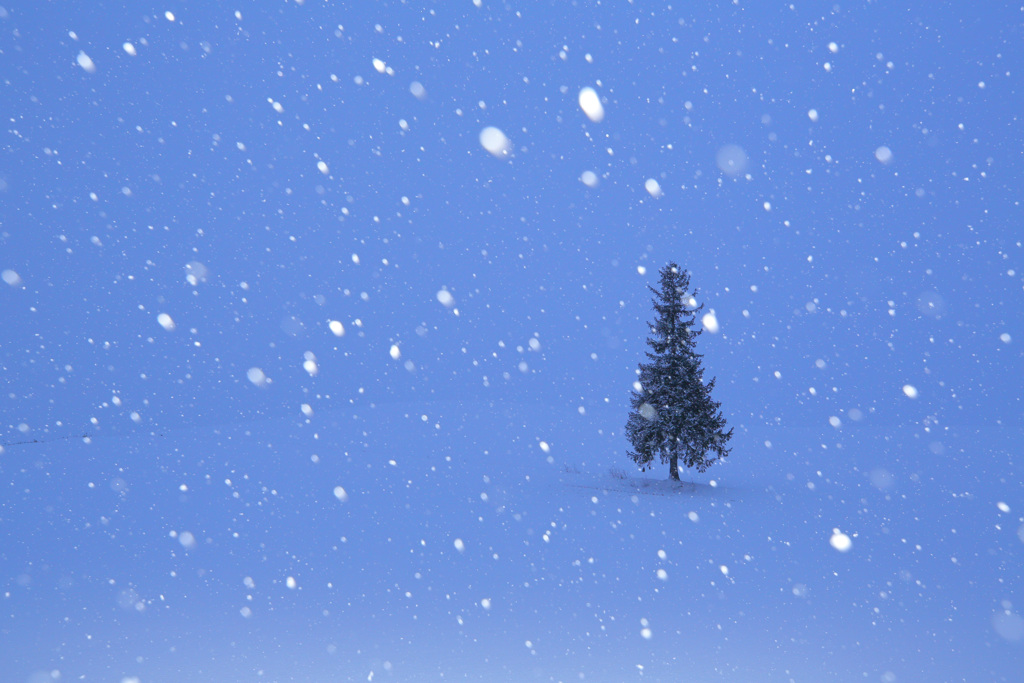 雪降る元旦