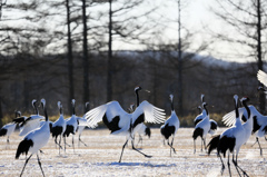 winter　dance