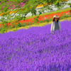 夏彩
