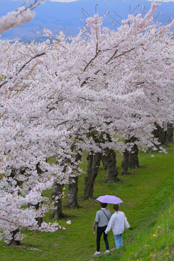 桜のアンブレラ