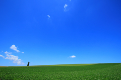 じゃがいもに夏が来た。