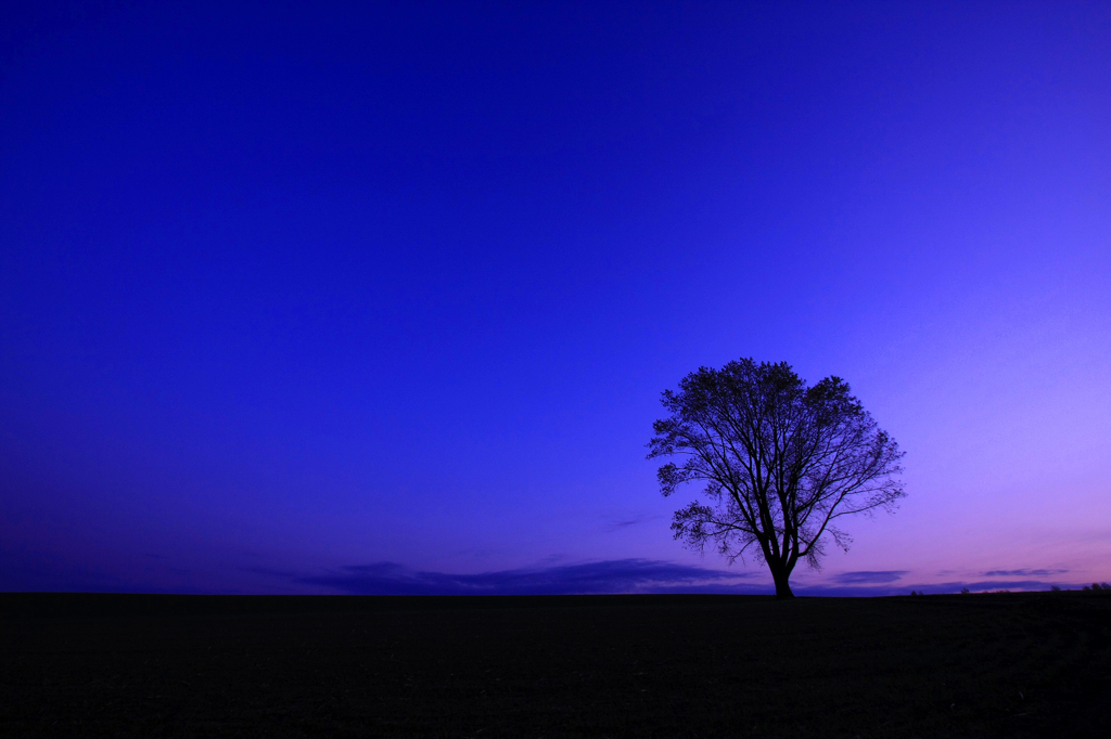 Twilight Tree