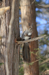 Hokkaido Squirrel