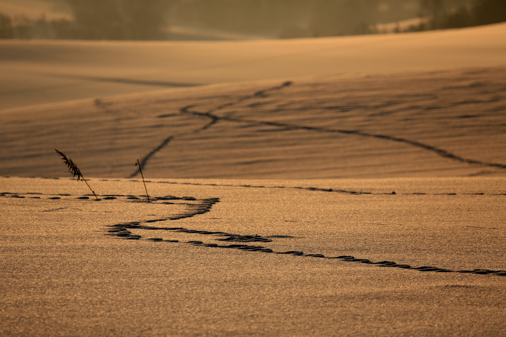 ＧＯＬＤＥＮ　ＳＮＯＷ