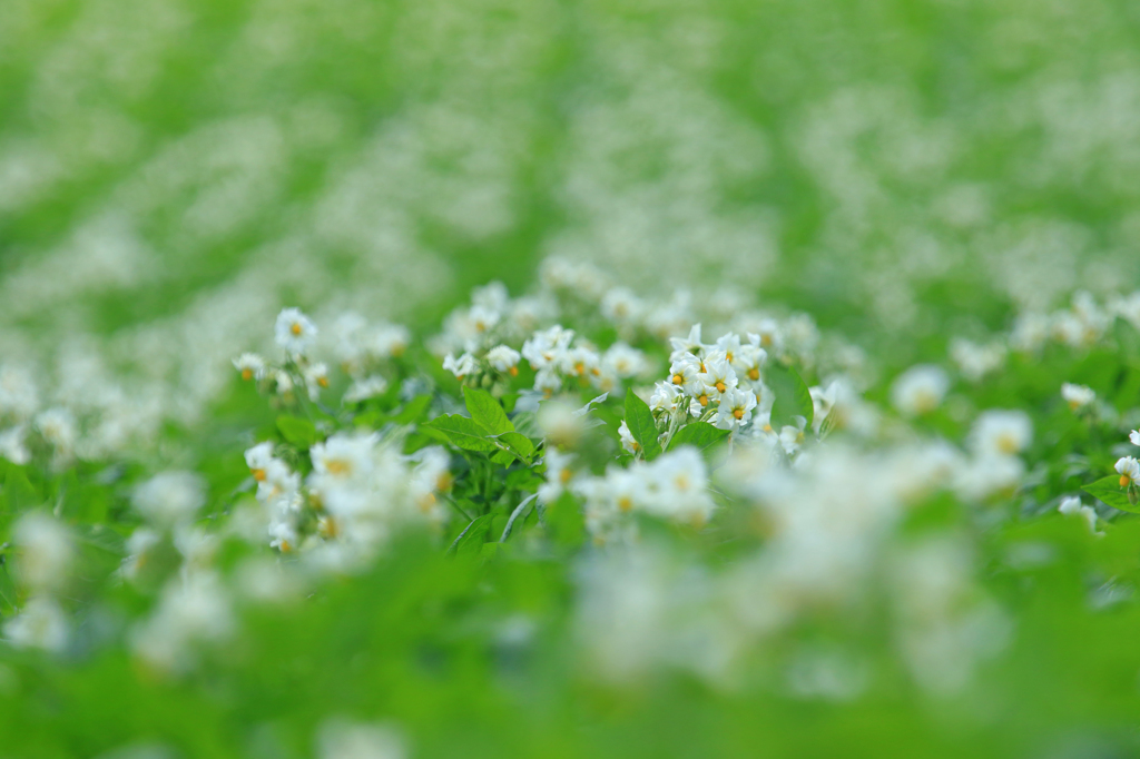 じゃがいもの花　咲きました。