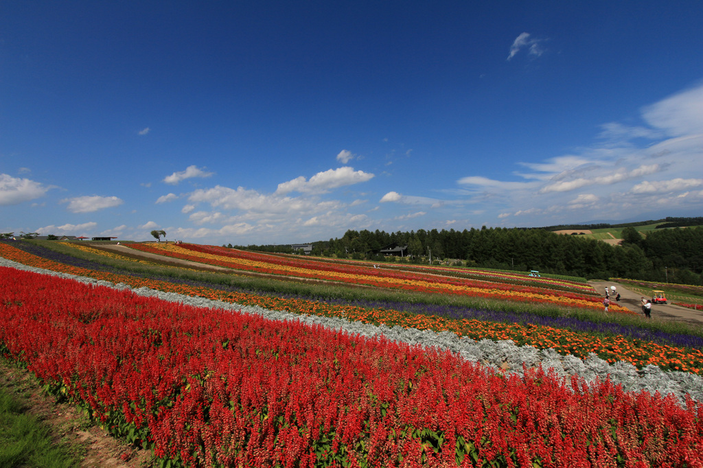 原色の花園