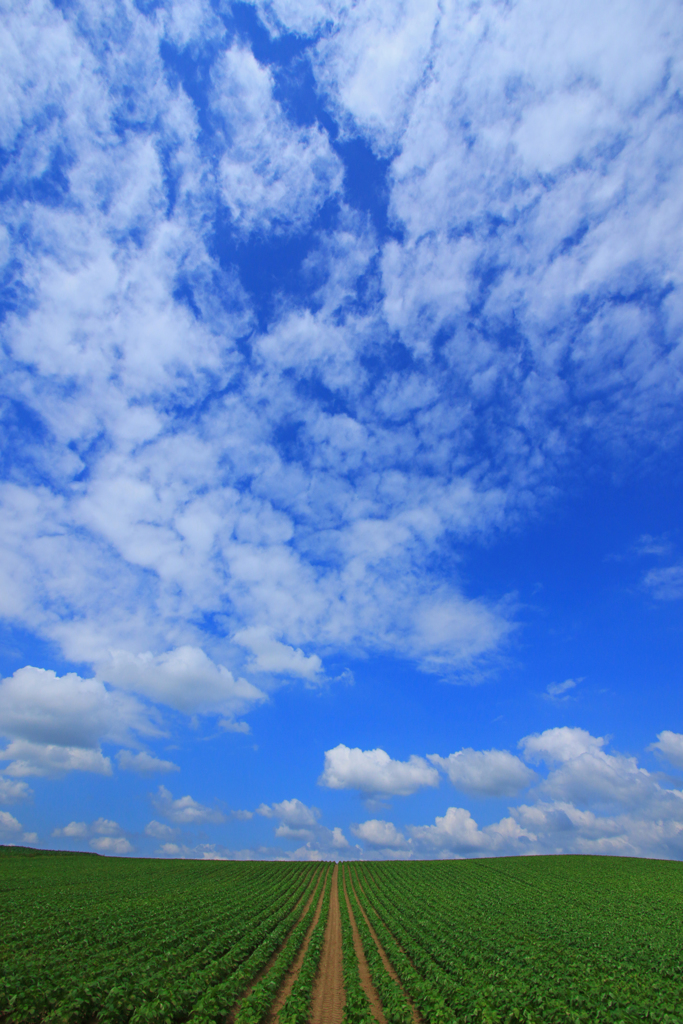 夏空